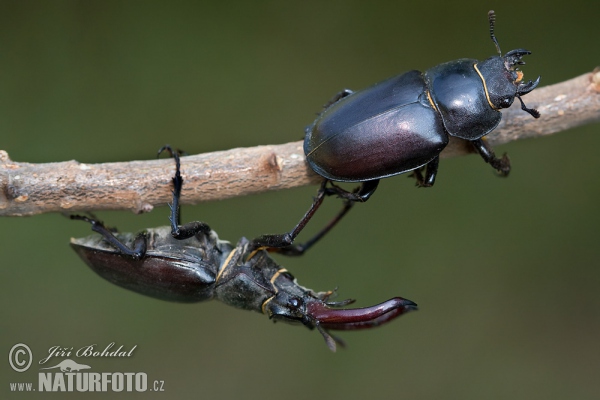 Roháč veľký (Lucanus cervus)