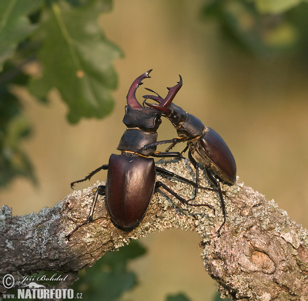 Roháč veľký (Lucanus cervus)