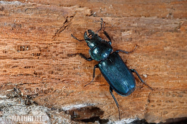 Roháček kovový (Platycerus caraboides)