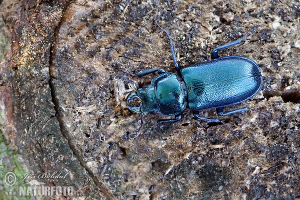 Roháček kovový (Platycerus caraboides)