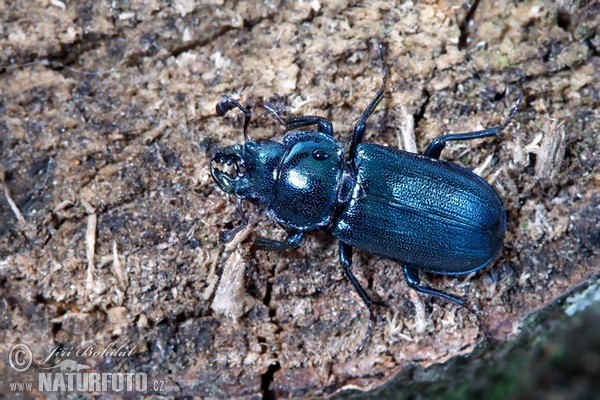 Roháček kovový (Platycerus caraboides)