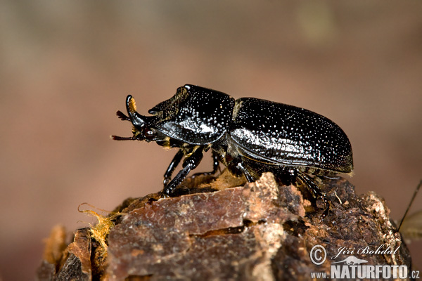 Roháčik bukový (Sinodendron cylindricum)