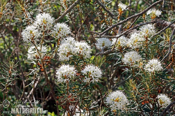 Rojovník bahenní (Ledum palustre)