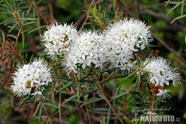 Rojovník bahenní (Ledum palustre)