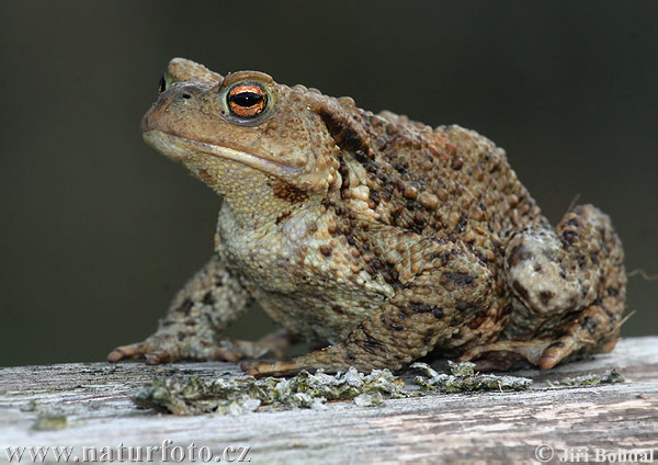 Ropucha bradavičnatá (Bufo bufo)