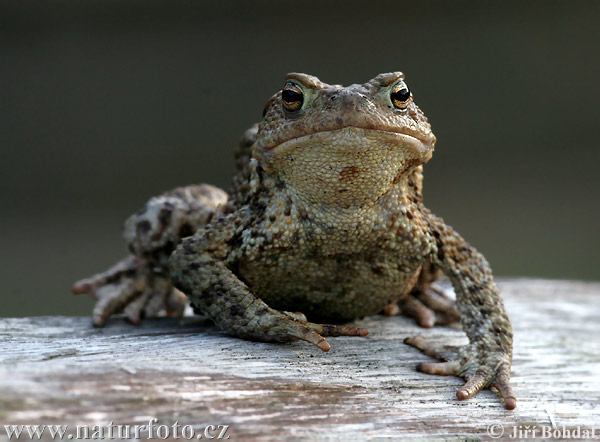 Ropucha bradavičnatá (Bufo bufo)