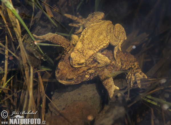 Ropucha bradavičnatá (Bufo bufo)