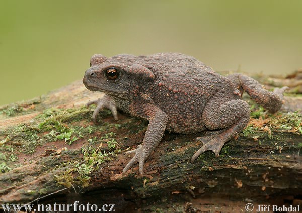 Ropucha bradavičnatá (Bufo bufo)