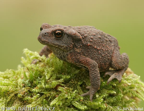 Ropucha bradavičnatá (Bufo bufo)