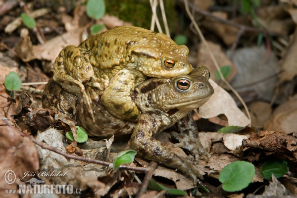 Ropucha bradavičnatá (Bufo bufo)