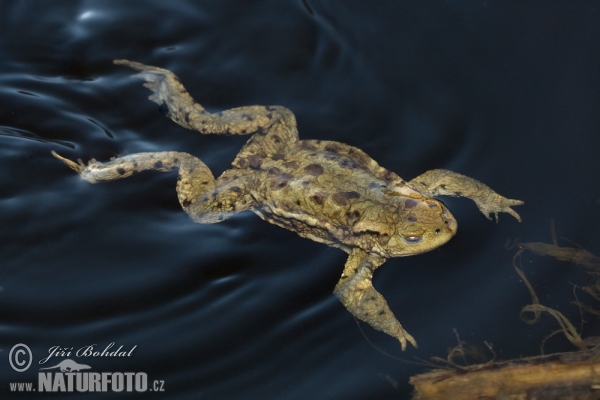 Ropucha bradavičnatá (Bufo bufo)