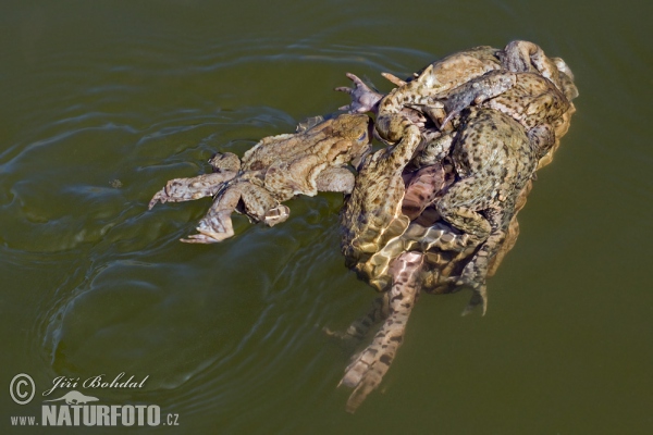 Ropucha bradavičnatá (Bufo bufo)