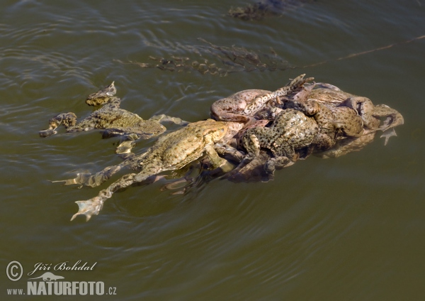 Ropucha bradavičnatá (Bufo bufo)