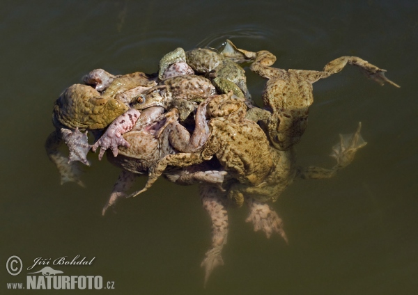 Ropucha bradavičnatá (Bufo bufo)