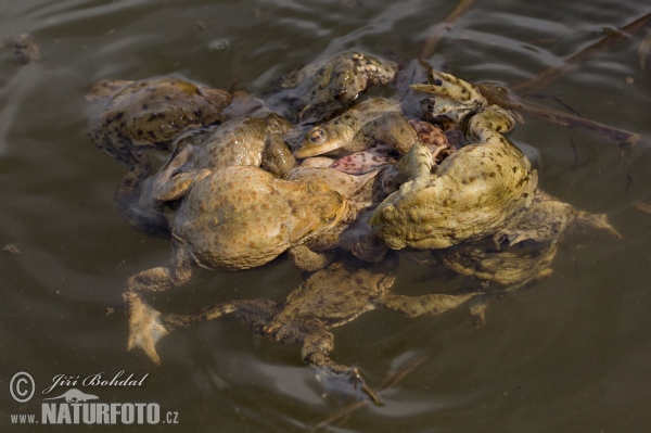 Ropucha bradavičnatá (Bufo bufo)