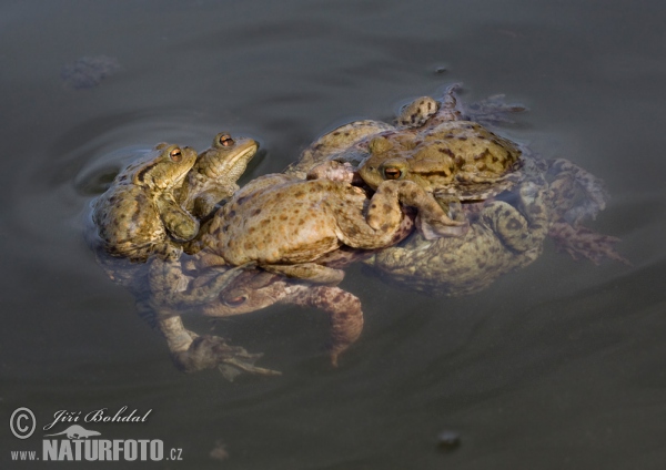 Ropucha bradavičnatá (Bufo bufo)