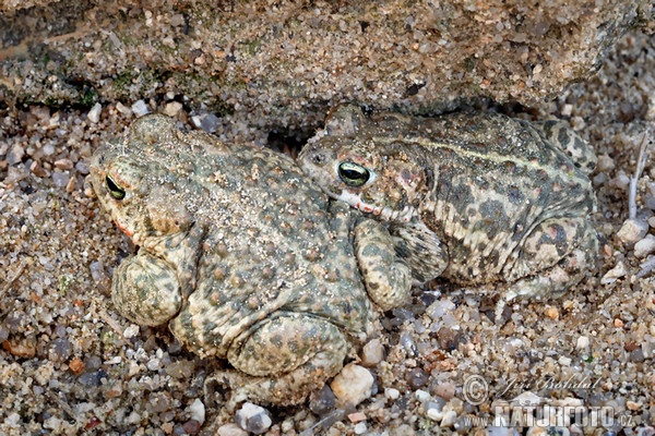 Ropucha krátkonohá (Epidalea calamita)