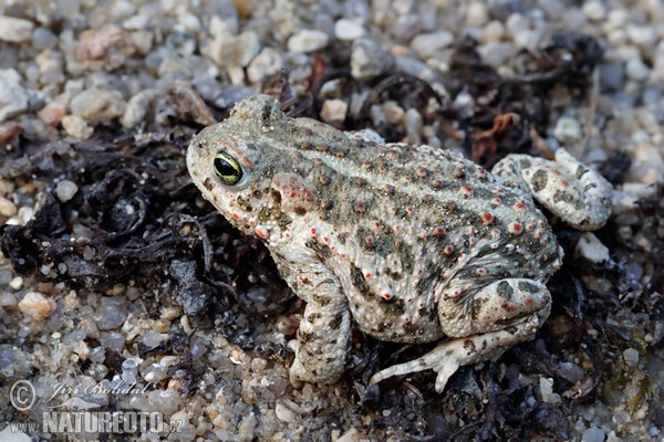 Ropucha krátkonohá (Epidalea calamita)