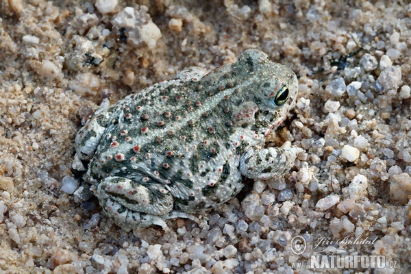 Ropucha krátkonohá (Epidalea calamita)