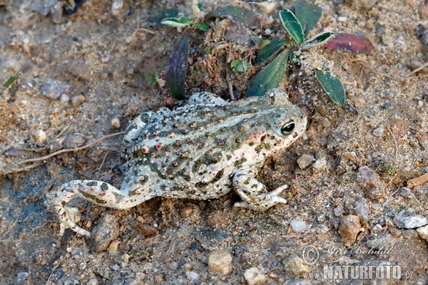 Ropucha krátkonohá (Epidalea calamita)