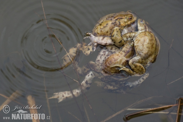 Ropucha obecná (Bufo bufo)