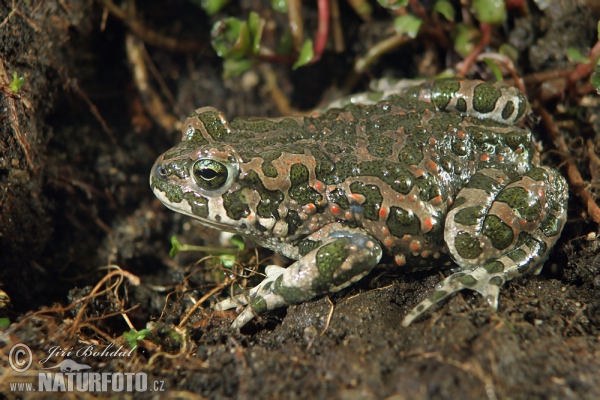 Ropucha zelená (Bufotes viridis)