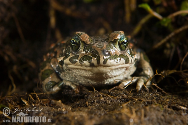 Ropucha zelená (Bufotes viridis)