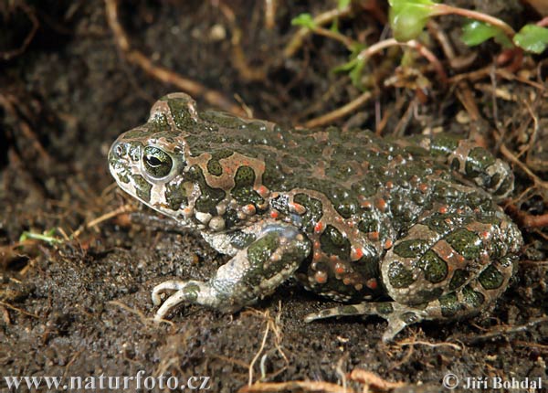 Ropucha zelená (Bufotes viridis)