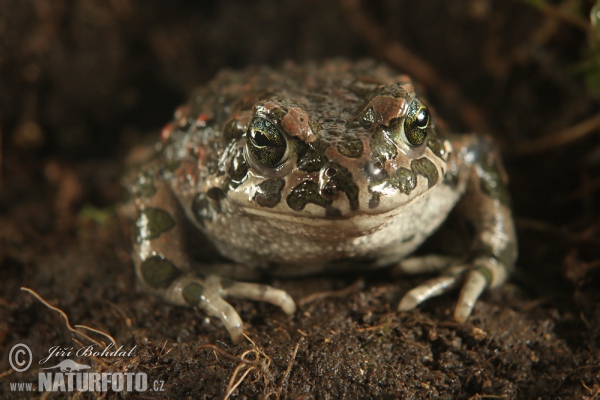 Ropucha zelená (Bufotes viridis)