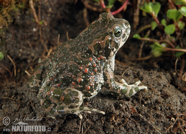 Ropucha zelená (Bufotes viridis)