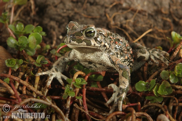 Ropucha zelená (Bufotes viridis)