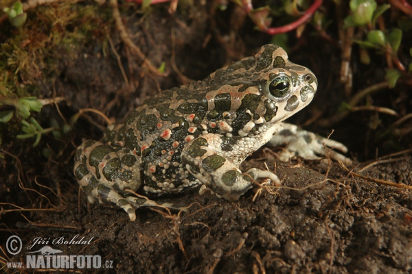 Ropucha zelená (Bufotes viridis)