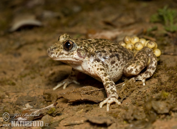 Ropuška starostlivá (Alytes obstetricans)