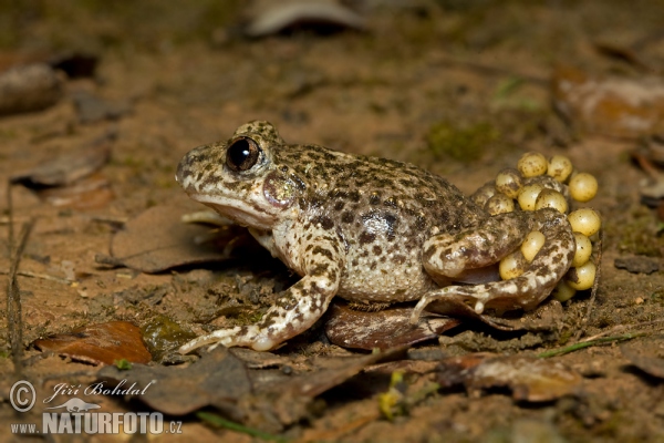 Ropuška starostlivá (Alytes obstetricans)