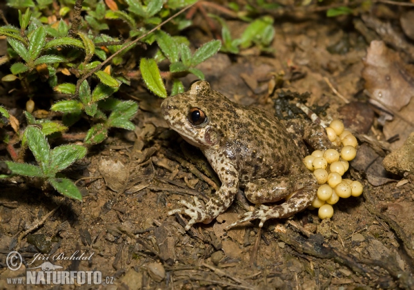 Ropuška starostlivá (Alytes obstetricans)