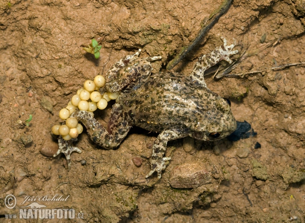 Ropuška starostlivá (Alytes obstetricans)