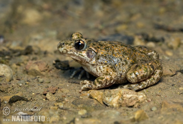 Ropuška starostlivá (Alytes obstetricans)