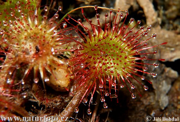 Rosička okrúhlolistá (Drosera rotundifolia)