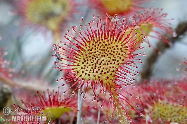 Rosička okrúhlolistá (Drosera rotundifolia)