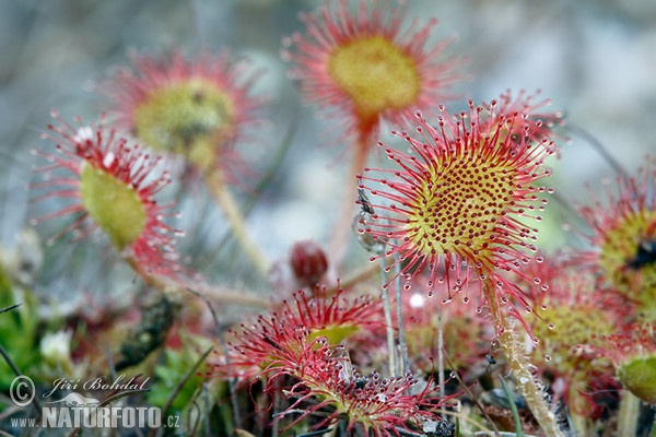 Rosička okrúhlolistá (Drosera rotundifolia)