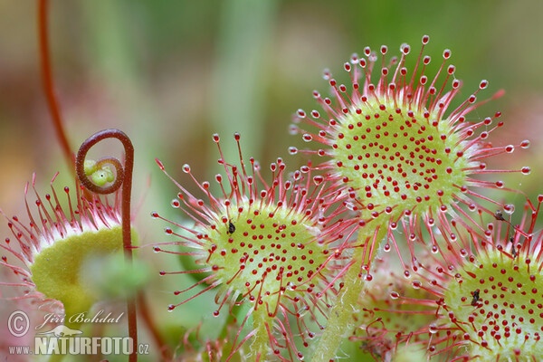 Rosička okrúhlolistá (Drosera rotundifolia)