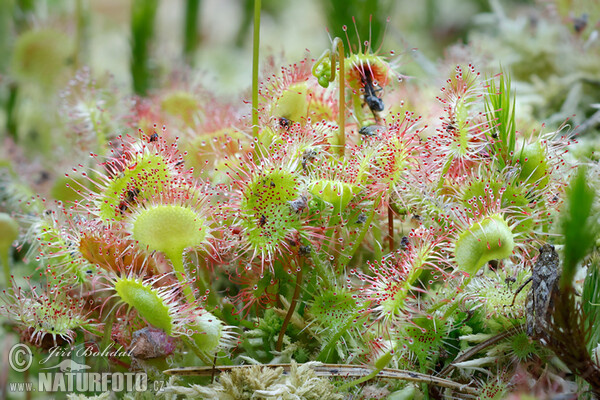 Rosička okrúhlolistá (Drosera rotundifolia)