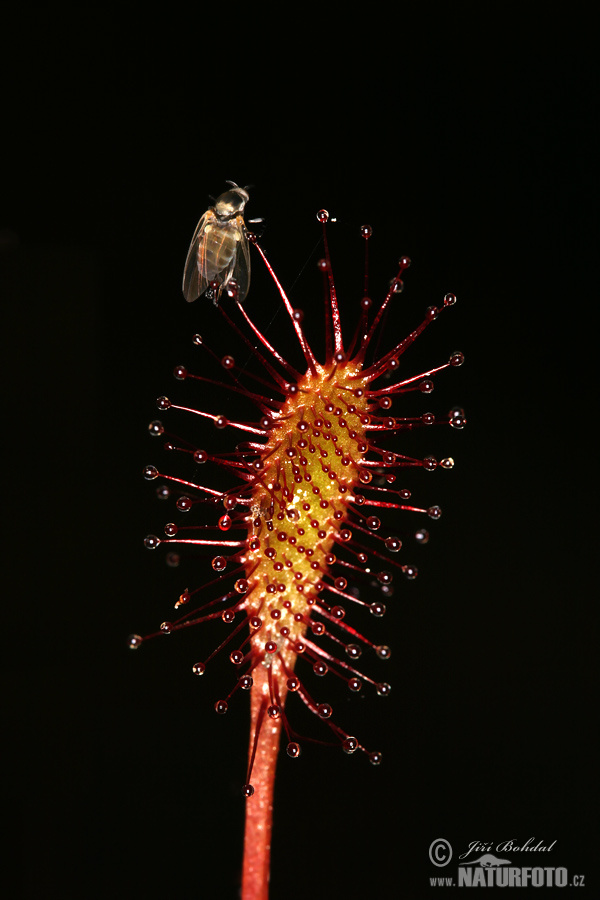 Rosička prostredná (Drosera intermedia)