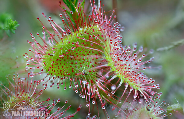 Rosnatka okrouhlolistá (Drosera rotundifolia)