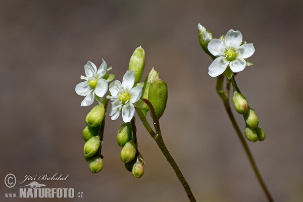 Rosnatka okrouhlolistá - květ (Drosera rotundifolia)