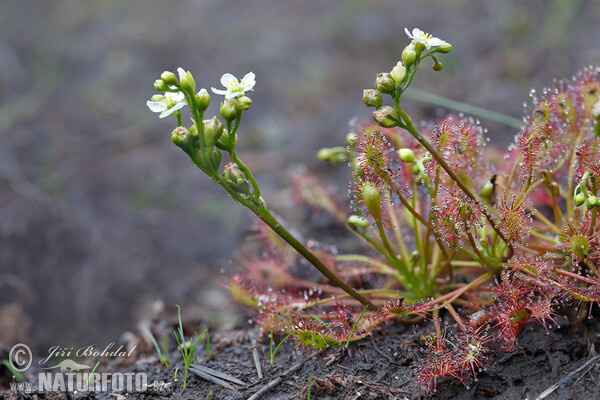 Rosnatka prostřední (Drosera intermedia)