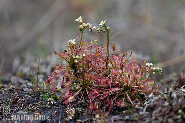 Rosnatka prostřední (Drosera intermedia)