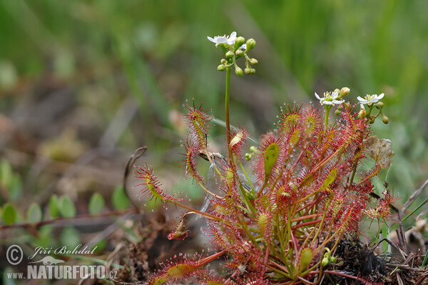 Rosnatka prostřední (Drosera intermedia)
