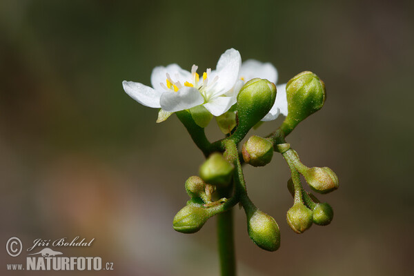 Rosnatka prostřední (Drosera intermedia)