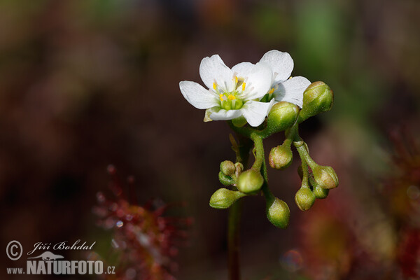 Rosnatka prostřední (Drosera intermedia)